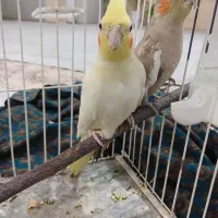 عروس هلندی|پرنده|نجفآباد, فردوسی|دیوار