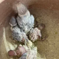 جفت مرغ عشق رینبو مولد مجموعه چیکو