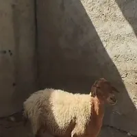 گوسفند آبستن به شرط