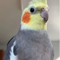 سه عدد عروس هلندی نر  سخنگو هستن