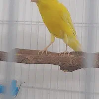 قناری ماده بلند و کشیده