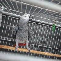 کاسکو سخنگو نر|پرنده|رشت, پیرسرا|دیوار