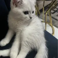 واگذاری گربه ۷ ماهه