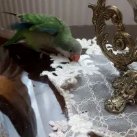 طوطی راهب ۴۵روزه|پرنده|تبریز, |دیوار