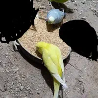 سه عدد مرغ عشق فروشی معاویزم دار با کفتر