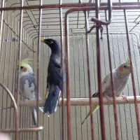 یک جفت عروس هلندی با مرغ مینا
