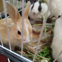 بچه خرگوش کیوت|موش و خرگوش|دزفول, |دیوار