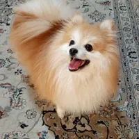 سگ پامرانین|سگ|نورآباد ممسنی, |دیوار