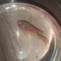 ماهی پرت رنگی (طوطی ماهی )|ماهی|شاهرود, |دیوار