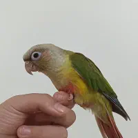 گرینچیک نر اناناسی 70 روزه فول اهلی و دونخور|پرنده|سهند, |دیوار