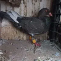 افشون سوسکی کفتر گرفتنی|پرنده|نیشابور, شهرک رضوی|دیوار