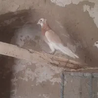 جفت شازده زرد کورکورو