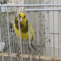 یک عدد قناری نر سوپر