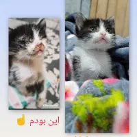 واگذاری بچه گربه دو ماهه ماده|گربه|آستانه اشرفیه, |دیوار