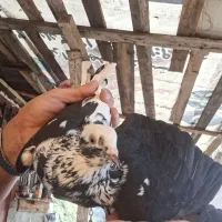 کبوتر کاکلی ماده|پرنده|رشت, کوی مهر|دیوار