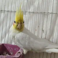 عروس هلندی لتینو|پرنده|مشهد, امیرآباد|دیوار