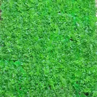 دیوار سبز گرین وال