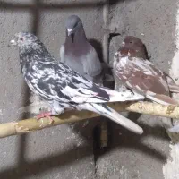 کبوتر|پرنده|گرگان, |دیوار