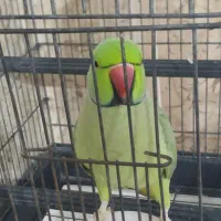 ملنگو سخنگو|پرنده|قشم, |دیوار