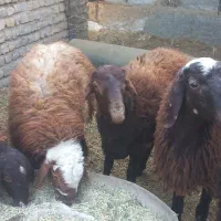 بره چاق پروار شده