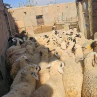 میش عراقی داشتی|حیوانات مزرعه|سرچهان, |دیوار