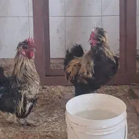 خروس گلین چهل تاج تعویض بامرغ رسمی