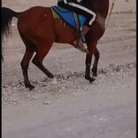 اسبنریانعربیکسر|اسب و تجهیزات اسبسواری|میناب, |دیوار