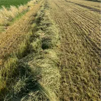 یونجه|خدمات باغبانی و درختکاری|بهبهان, |دیوار