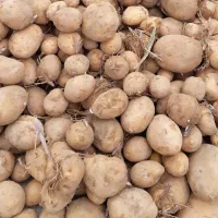 سیب زمینی آگریا بذری ۴۰۲