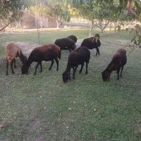 ۲۵ عدد گوسفند میش جوان زیادشون شیشک