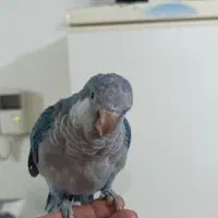 راهب ابی|پرنده|بیرجند, |دیوار