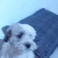 حیوان خانگی نژاد شیتزو .تربیت شده|سگ|قائن, |دیوار