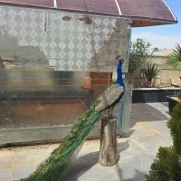 طاووس