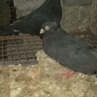 زاغ