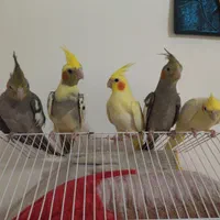 عروس هلندی نر یک ماه و نیم