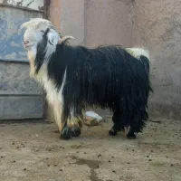 نر بز روزگاری بختیاری برای نسل کشی ودوبر|حیوانات مزرعه|اراک, |دیوار