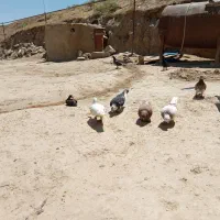 اول توضیحات رو بخون بعد بگو «کبوتر»