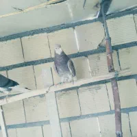 تهرونی|پرنده|شاهین‌شهر, امام حسین|دیوار