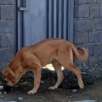 توله پژدره ماده