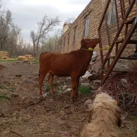 گوساله ماده