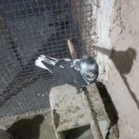 کبوتر