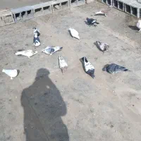 کفتر پرشی شهرستان|پرنده|رضویه, |دیوار