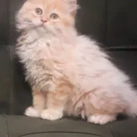 گربه بریتیش نر و ماده