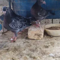 جوجه پلاکی زرهی|پرنده|خمینی‌شهر, |دیوار