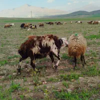بره قوچ افشاری