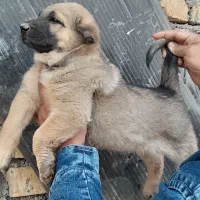 واگذاری سگ پژدر سرابی نگهبان گله توله|سگ|کهریزک, |دیوار