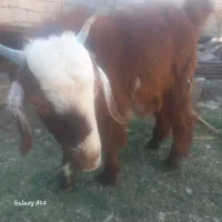 تروشت چاغ چله