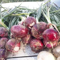 بذر پیاز قرمز روزکوتاه مالبک شرکت انزا زود رس