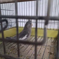 عروس هلندی رنگ خاص|پرنده|تهران, مقدم|دیوار