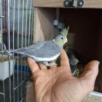 عروس هلندی مولد با جوجه